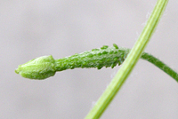 ゴーヤの雌花の蕾を発見_f0108133_23362064.jpg