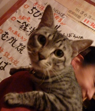 猫のお友だち ギンジくん編。_a0143140_2311056.jpg