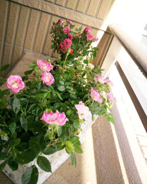 【講師　斉藤】☆薔薇☆_e0166340_14375186.jpg