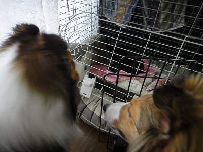 おじさん犬♪アーサー君_e0195743_1555215.jpg