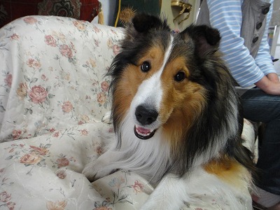 おじさん犬♪アーサー君_e0195743_1573855.jpg