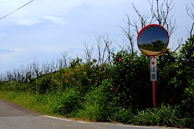 毒貝は真夏の島の夢を見る_f0236145_2151714.jpg