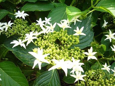e0100046_08357.jpg