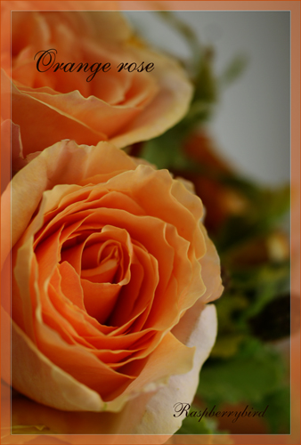 Orange rose_e0112848_12303612.jpg