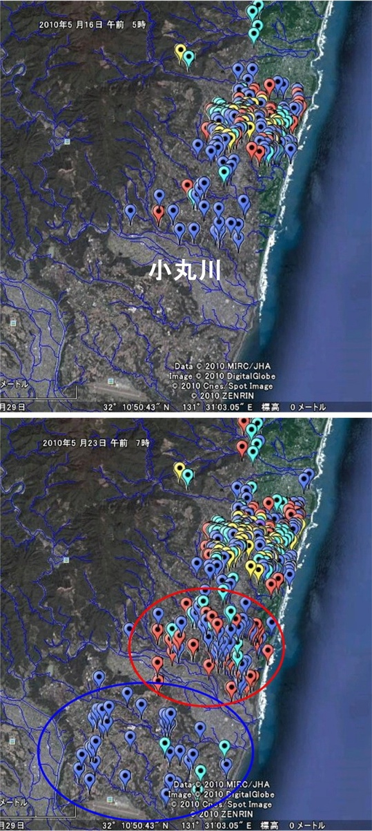 口蹄疫の拡散パターンは牛と豚で異なる_e0094349_6282095.jpg