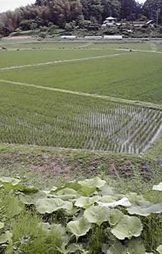 d0159155_23631.jpg
