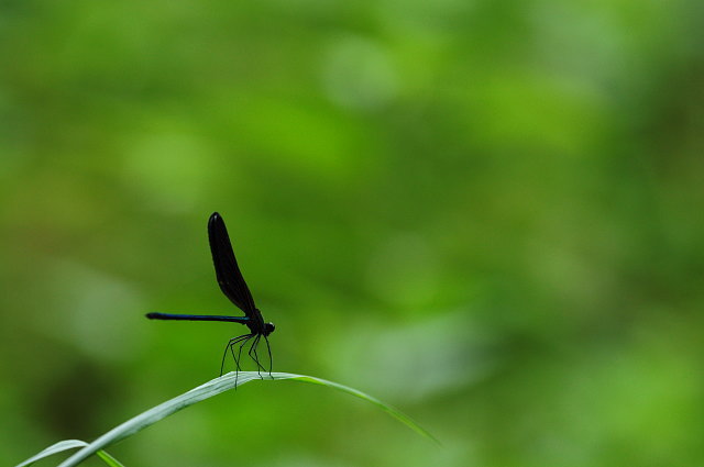 蝶の里公園_f0222161_20161968.jpg