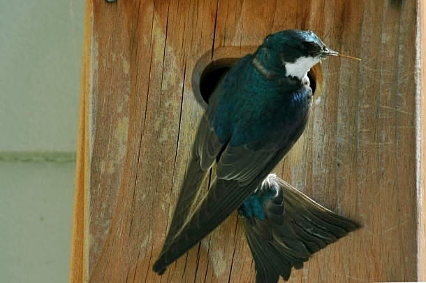 A Tree Swallow nest box_a0126969_613213.jpg