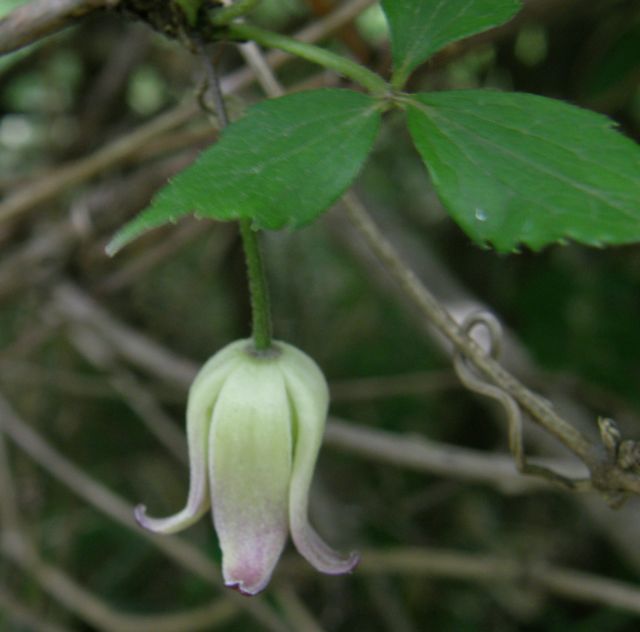 c0042869_72807.jpg