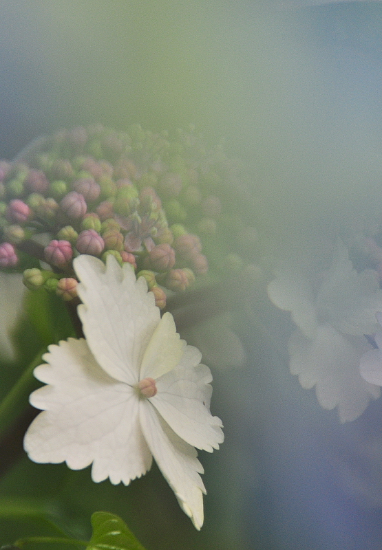 浄慶寺の紫陽花_f0227973_1694218.jpg