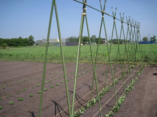 支柱立て 裏口 支柱立て 裏口