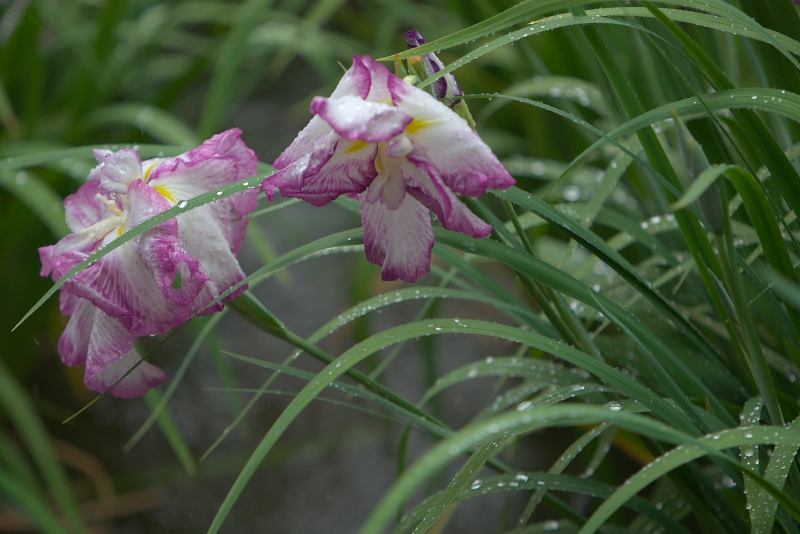 菖蒲・・・・雨の日に再挑戦！！_c0145198_16245430.jpg