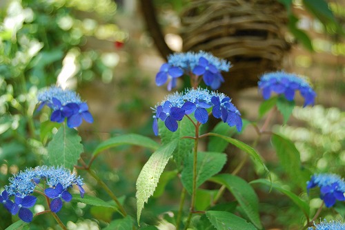 c0124100_21164961.jpg