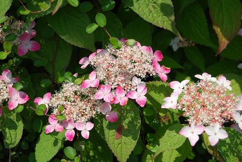 c0124100_2118746.jpg