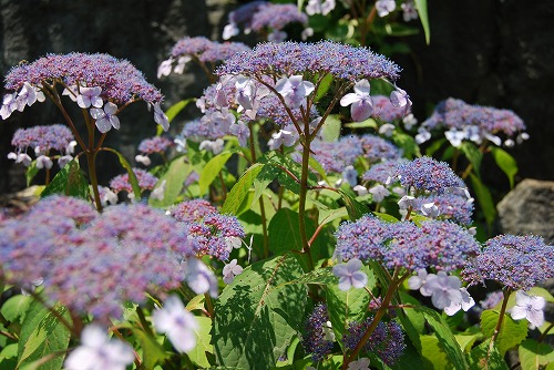 c0124100_21195191.jpg