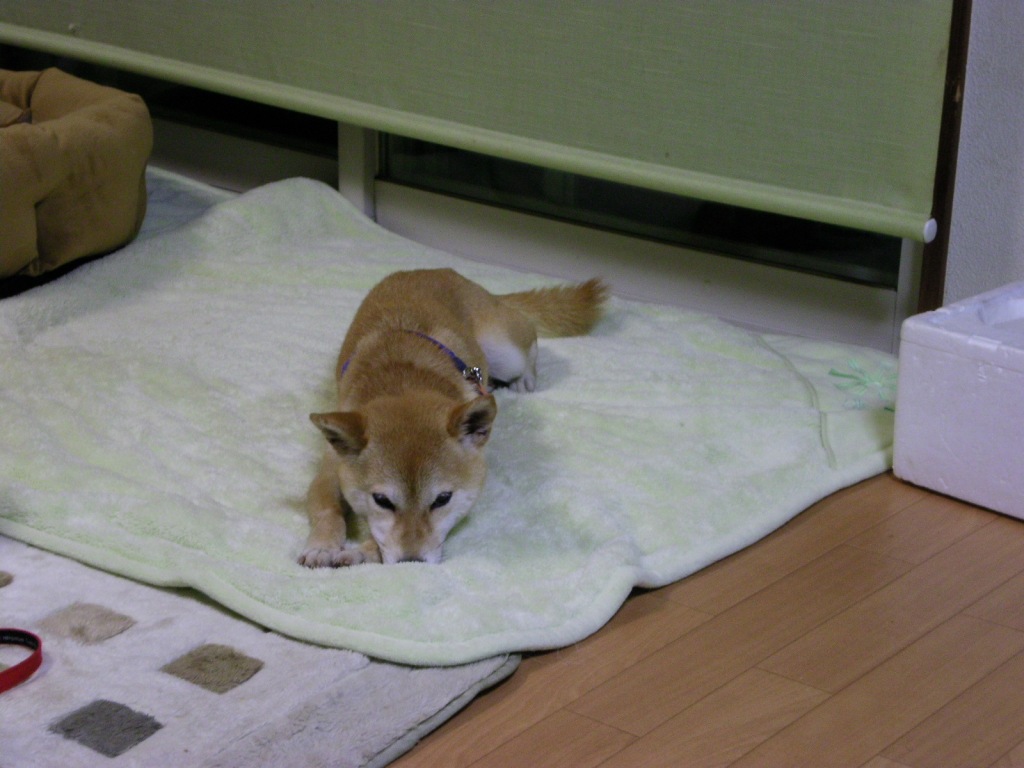 トライアル決定 ようやく室内フリーに 旧 柴犬家族 トライアル決定 ようやく室内フリーに 旧 柴犬家族