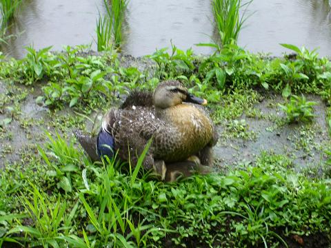 梅雨入りの日に・・・_b0112909_20173827.jpg