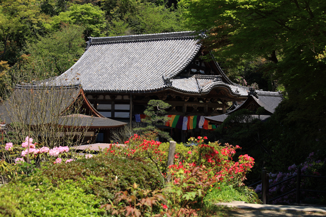 岡寺の石楠花　その２_f0181310_2031122.jpg