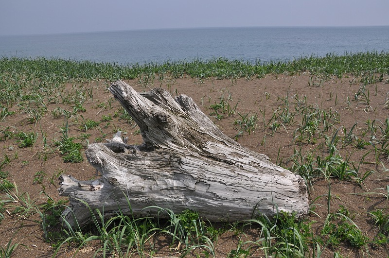 f0213613_20205516.jpg