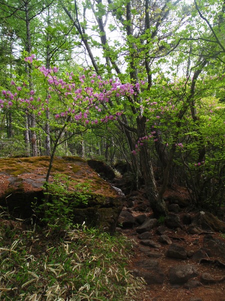 八ヶ岳-編笠山・権現岳登山1_c0177814_15335536.jpg