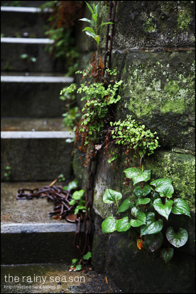 梅雨入り_f0100215_233216.jpg