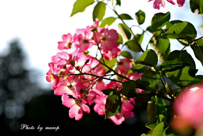 麻呂犬ガーデンに咲く薔薇ちゃまたち 4・・・♪♪_e0160417_1542314.jpg