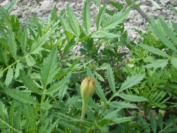 c0124619_3512779.jpg