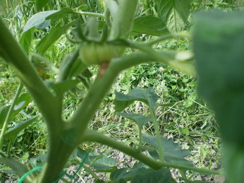 c0124619_352040.jpg