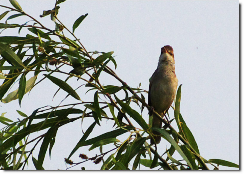 荒川の野鳥・ヨシキリ_c0121824_7122666.jpg
