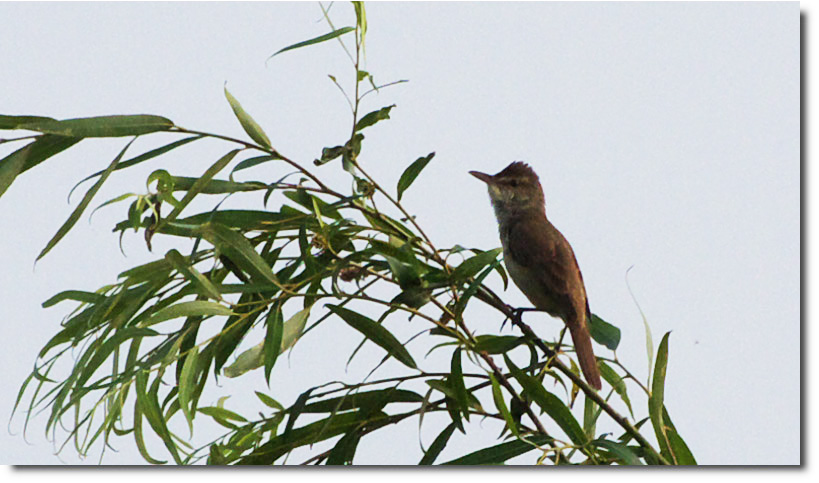 荒川の野鳥・ヨシキリ_c0121824_761219.jpg