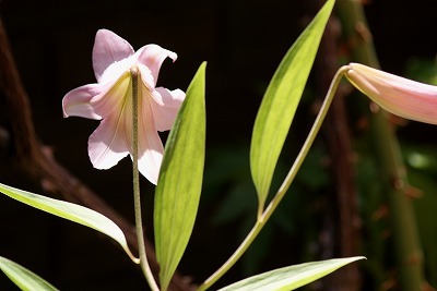 f0170524_12211426.jpg