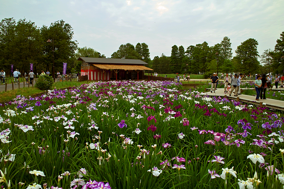 水元公園のあやめまつり（東京都葛飾区）_c0223825_1521392.gif