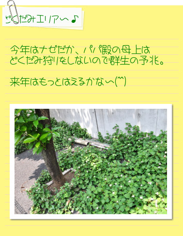 どくだみ草の季節_c0133533_17162434.jpg