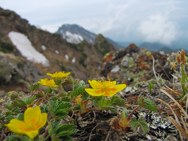 6月13日（日）　横岳（八ヶ岳）の花達♪_b0097836_1702269.jpg