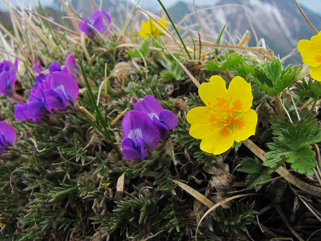 6月13日（日）　横岳（八ヶ岳）の花達♪_b0097836_1713017.jpg