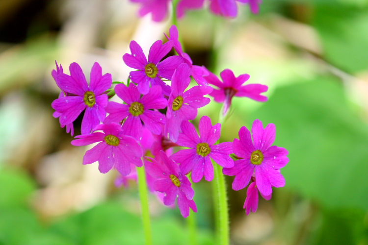 湿原の花と鳥 6月14日_f0113639_19185599.jpg
