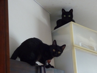 高いところ猫 のぇるろった編。_a0143140_21495727.jpg