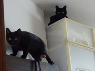 高いところ猫 のぇるろった編。_a0143140_2151677.jpg