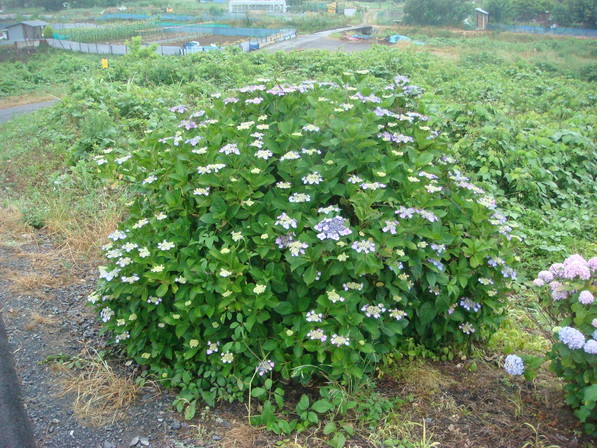 b0097645_23255213.jpg