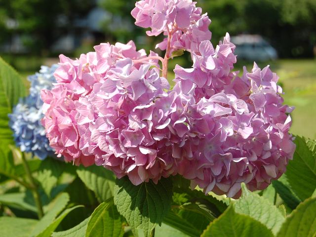 紫陽花 アジサイ ポピュラーな花