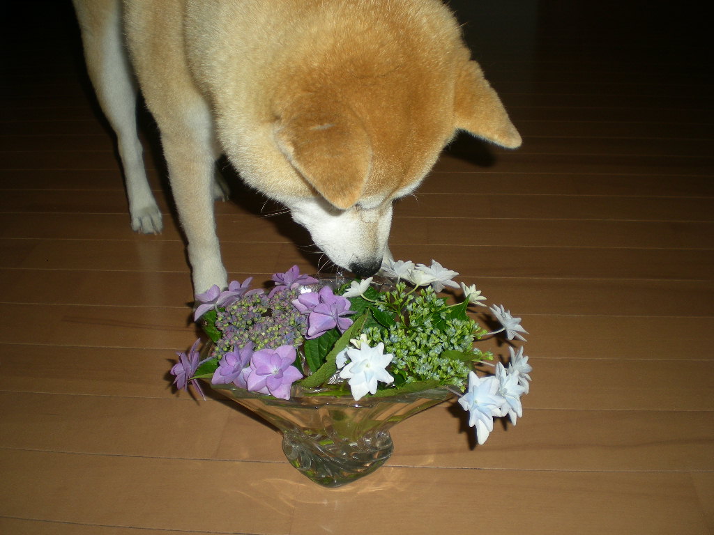 ２０１０年６月１４日（月）紫陽花には愛ちゃんがよく似合う？_f0060461_945345.jpg