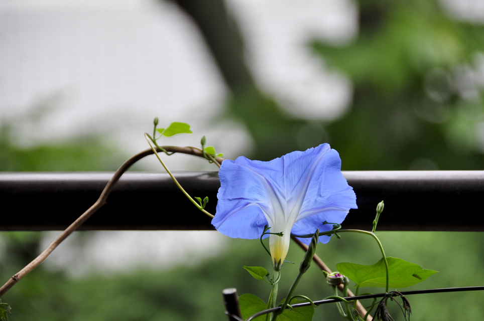 ＜はやぶさ＞に夢ふくらませ梅雨を待ち>>>＜はやぶさ＞に夢ふくらませビールかな_a0031363_20274342.jpg