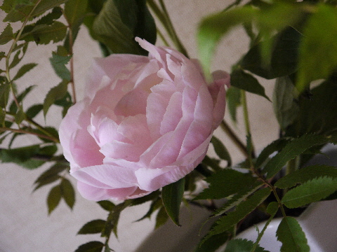 e0086864_0134374.jpg