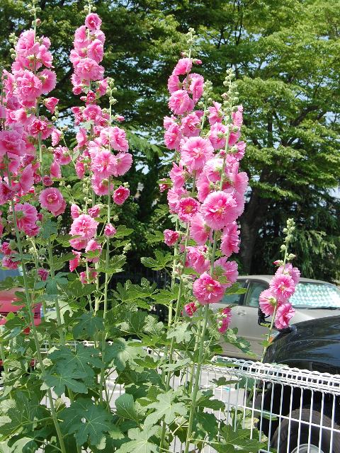 立葵 タチアオイ 新 四季の花