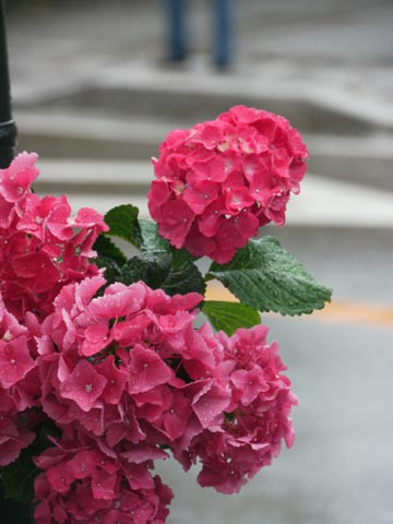 e0052268_14442023.jpg