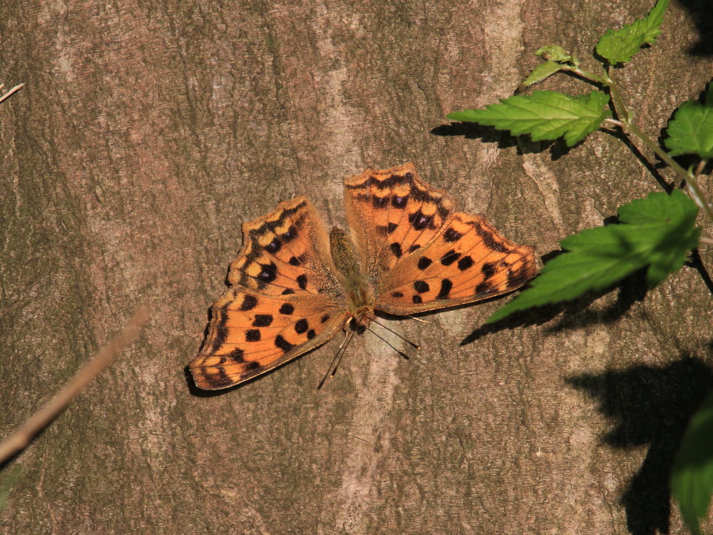 a0146869_512029.jpg