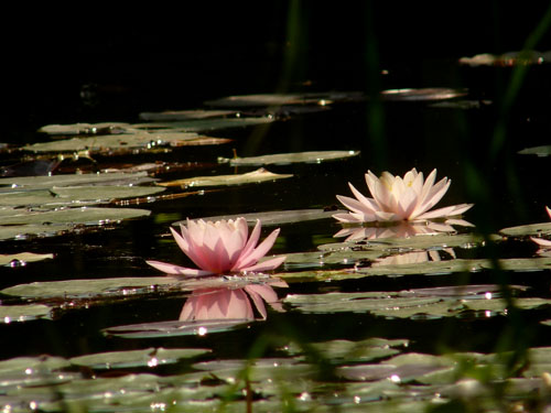 神代植物園_f0086169_9503619.jpg