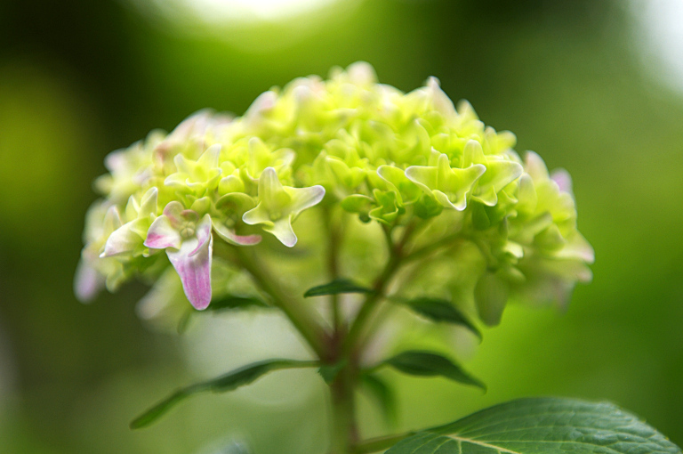 頼光寺の紫陽花は１Ｗ後ぐらいかな　20100608_a0050572_0404368.jpg