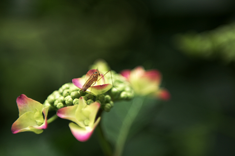 頼光寺の紫陽花は１Ｗ後ぐらいかな　20100608_a0050572_040949.jpg