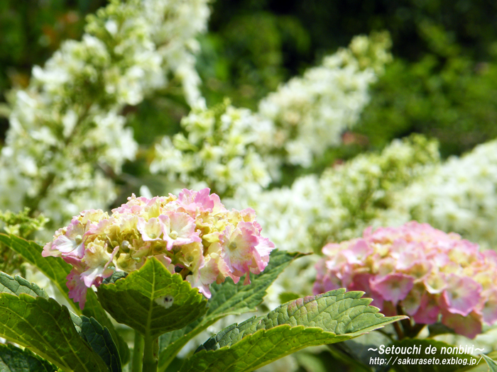 持光寺の紫陽花　＃１_c0120976_10541631.jpg